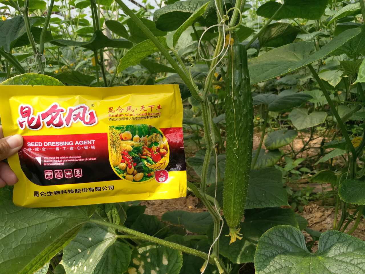 昆侖風(fēng)黃瓜反饋 .jpg