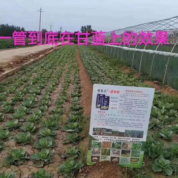 大蔥地下害蟲預(yù)防很關(guān)鍵，一管到底一次使用一季無(wú)憂