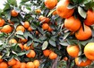 柑橘在膨果期怎么预防裂果？膨果防裂着色素