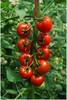 西紅柿苗不長是什么原因？昆侖生物生長精