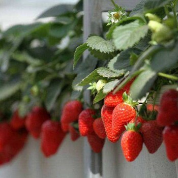 果多葉秀—花生控旺、花生抗早衰、花生促下針