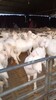 美国白山羊出售白山羊价格哪里有卖白山羊厂家批发