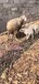 种湖羊羊羔杂交湖羊杜泊羊活体养殖基地