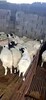 小奶羊多少钱一只白山羊黑山羊波尔山羊价格怎样养山羊