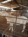养殖销售改良黑头杜泊羊澳洲白羊肉羊脱温白头杜泊羊