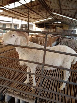 養殖肉羊山羊羔羊苗白山羊小尾寒羊批發活羊廠家出售批發