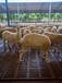供应甘肃大型养羊场免费运输杜泊羊育肥杜泊羊改良