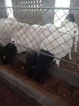 澳洲白绵羊小羊崽肉羊养殖基地出售批发免费运输