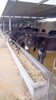 肉驴养殖场提供肉驴品种德州驴乌头驴三粉驴4月龄肉驴苗
