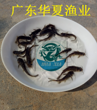7.png