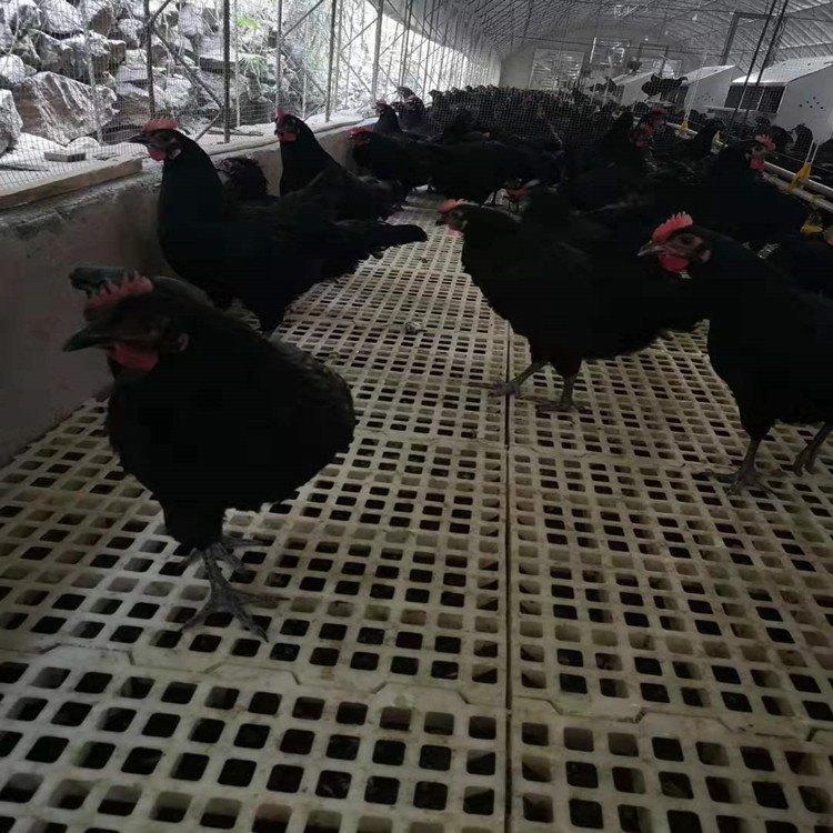 鸡用漏粪网床现在鸡舍建设种鸡用粪板
