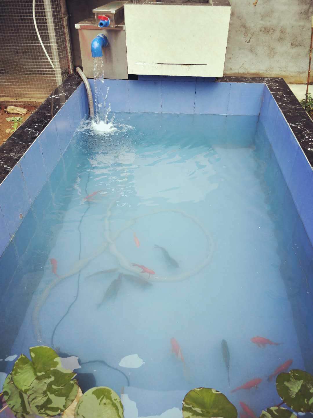绍兴庭院鱼池水过滤卡利净鱼池过滤器