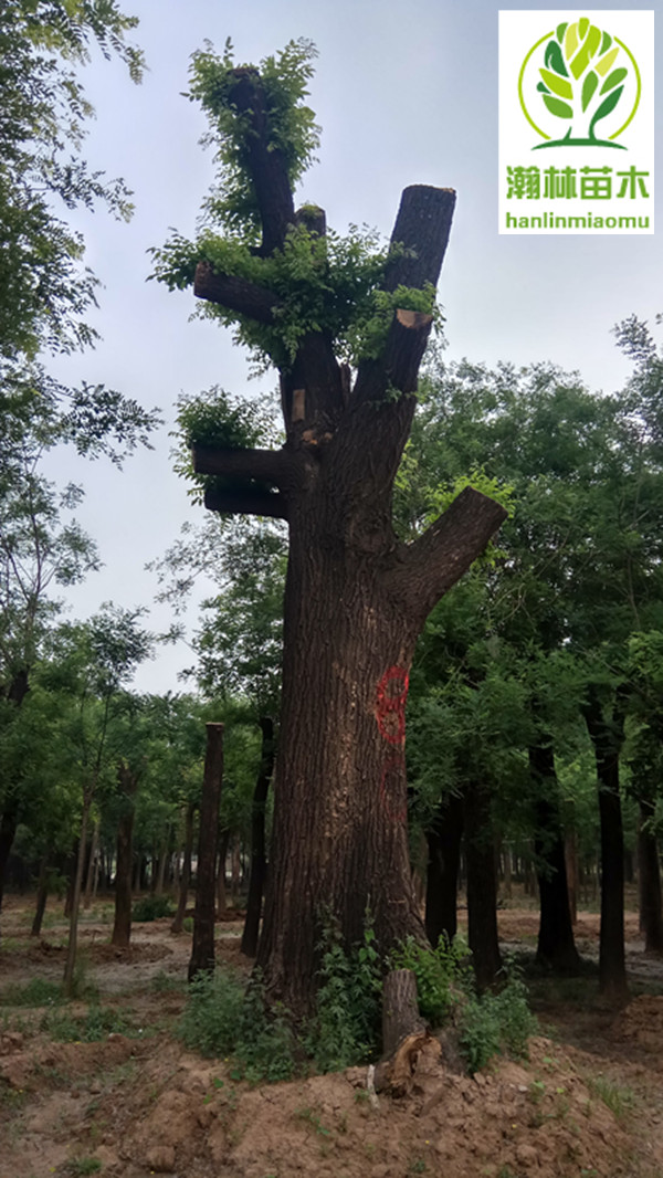 IMG_20180512_090047_HDR.jpg