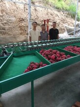广西火龙果分选机云南水果重量分级设备节省成本的好机器