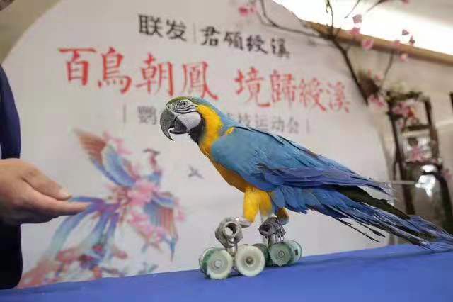 鸚鵡表演.jpg