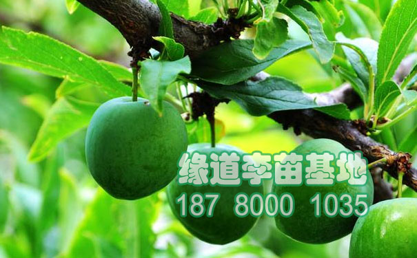 李子樹(shù)