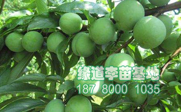 李子果樹(shù)