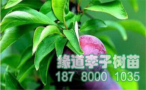 u=102104120&fm=26&gp=0.jpg