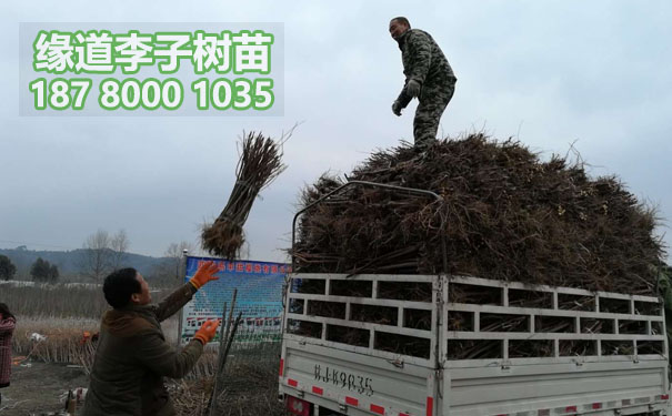李子樹苗.jpg