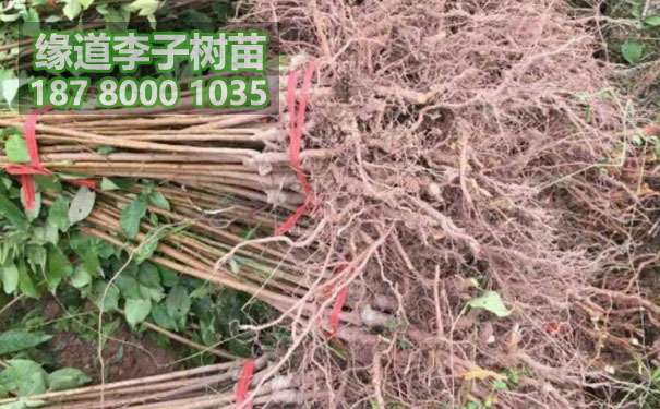 李子樹苗10.jpg