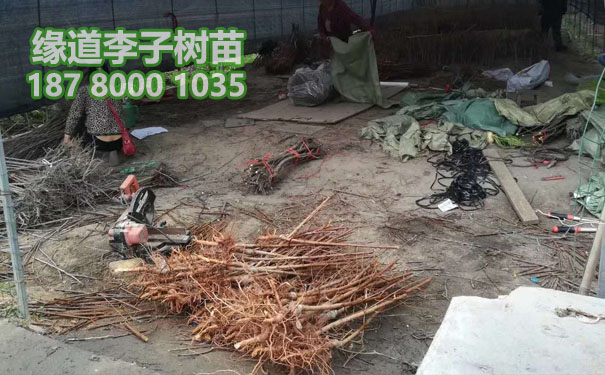 李子樹苗3.jpg