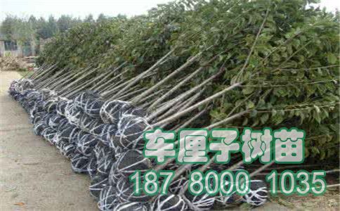 u=2602973795&fm=26&gp=0.jpg
