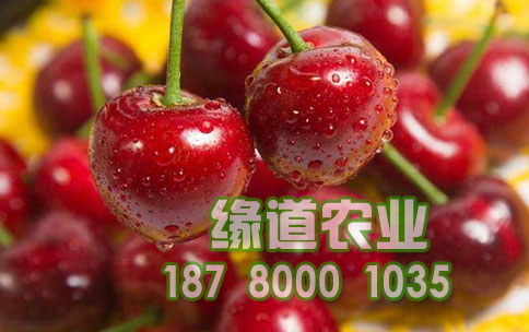 車?yán)遄悠贩N選擇