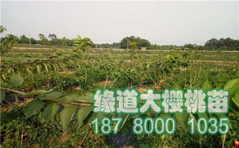 大櫻桃苗2.jpg