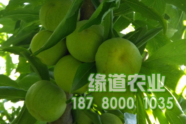 青脆李果子.JPG