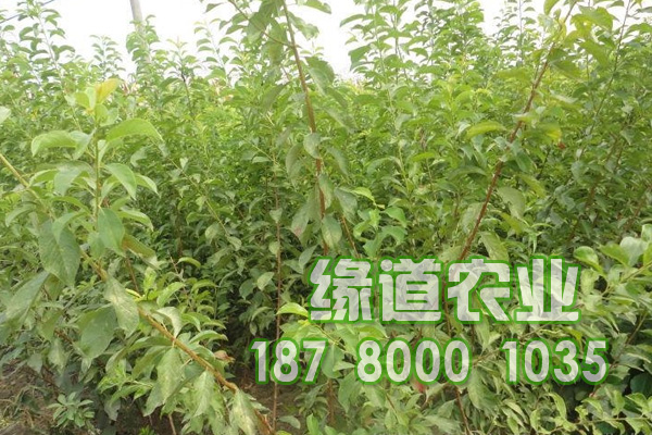 青脆李苗種植技術(shù)