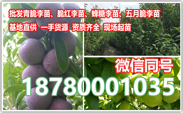 李子苗9.jpg