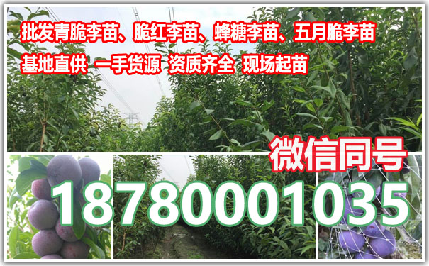 李子苗4.jpg