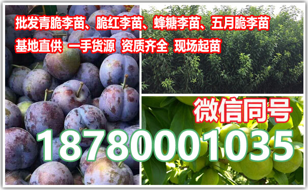 李子苗8.jpg