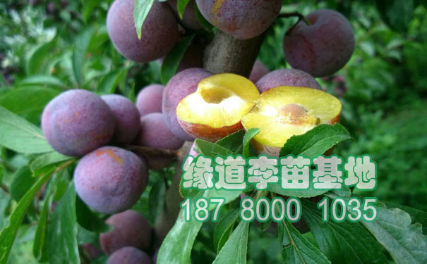 脆紅李樹(shù)