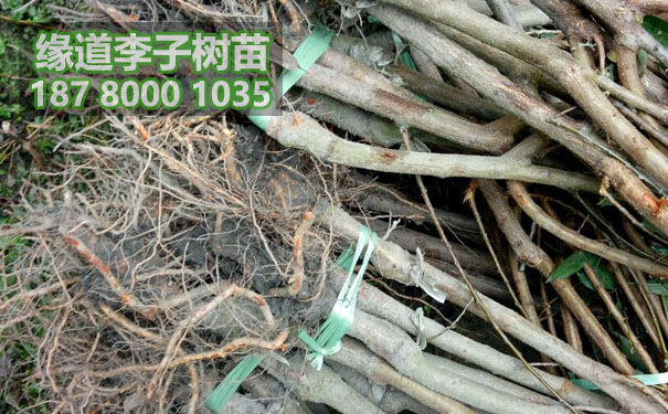 李子苗18.jpg