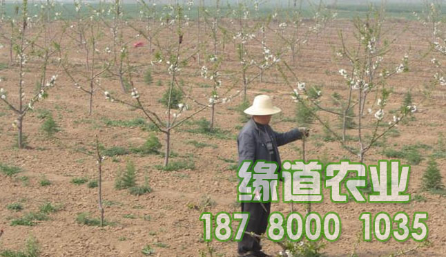 車?yán)遄訕?biāo)準(zhǔn)化果園