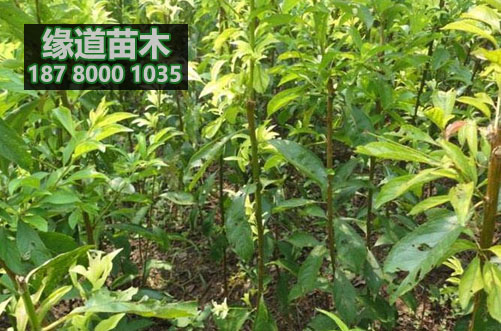 青脆李樹苗6.JPG