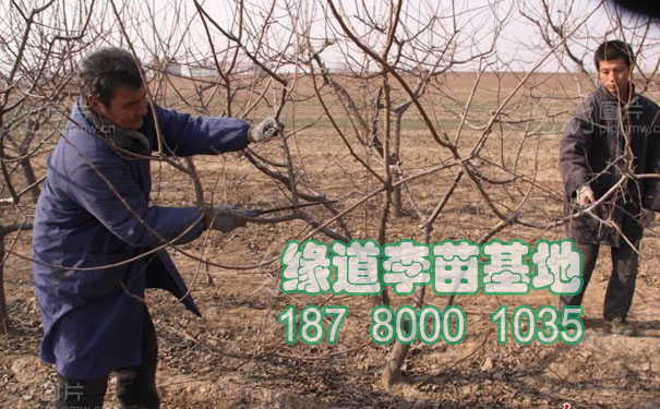 李子樹修剪
