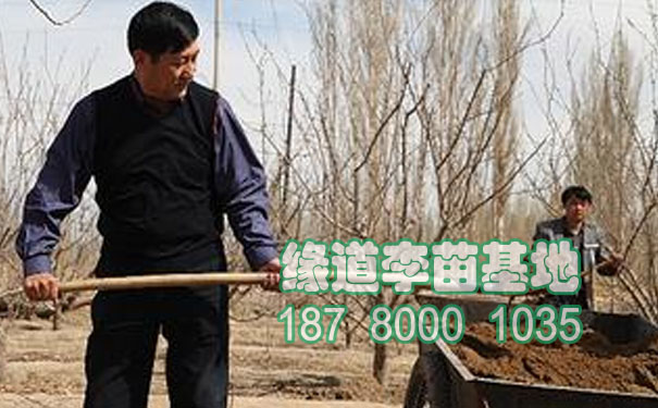 李樹施肥