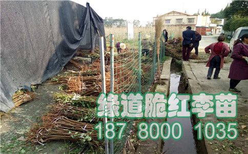 李子苗9.jpg