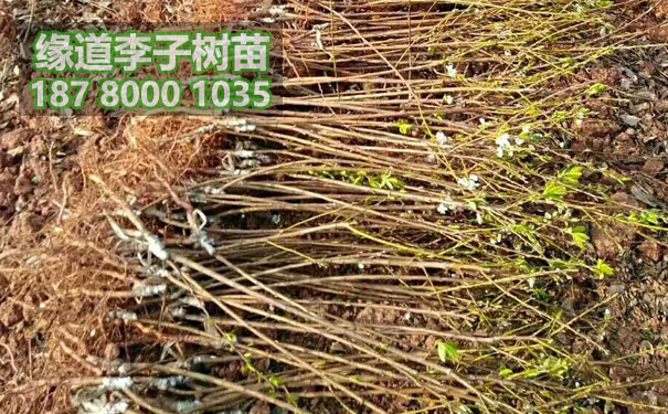 李子苗24.jpg
