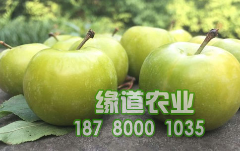 青脆李