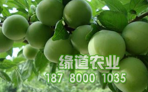 青脆李子果實(shí)