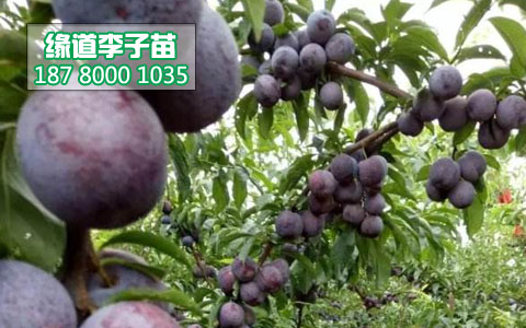 鳳凰李苗.JPG