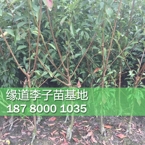 李子苗2.jpg