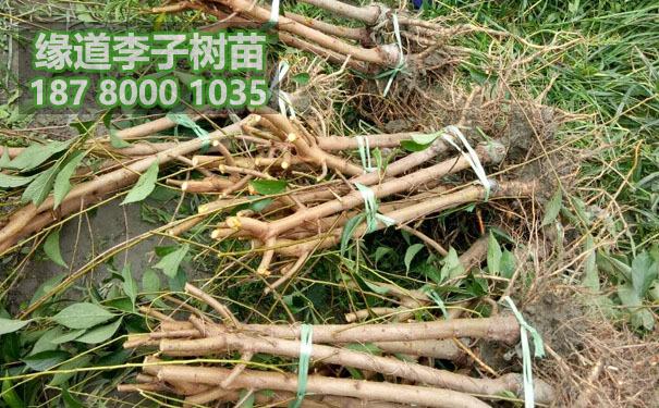 李子苗8.jpg