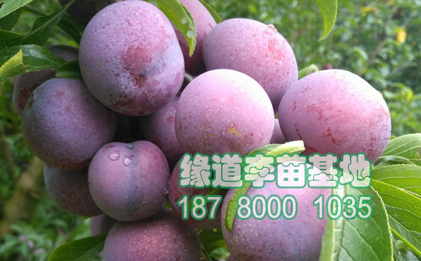 脆紅李苗3.jpg