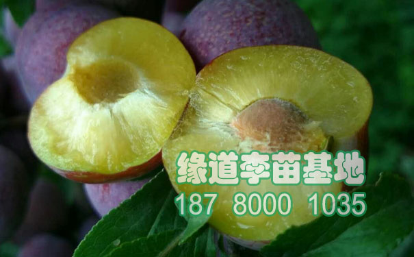 脆紅李苗1.jpg