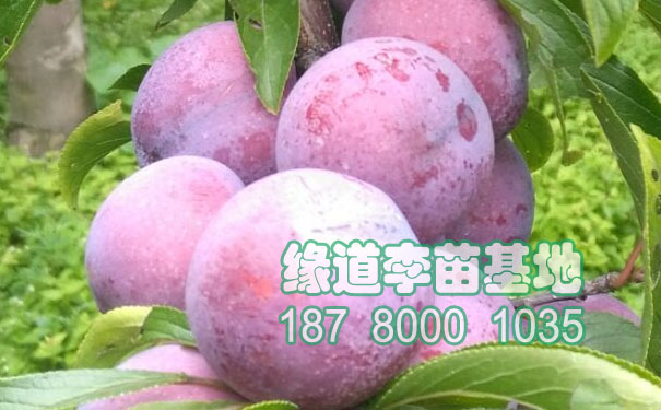 脆紅李苗.jpg