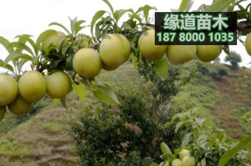蜂糖李樹苗8.jpg